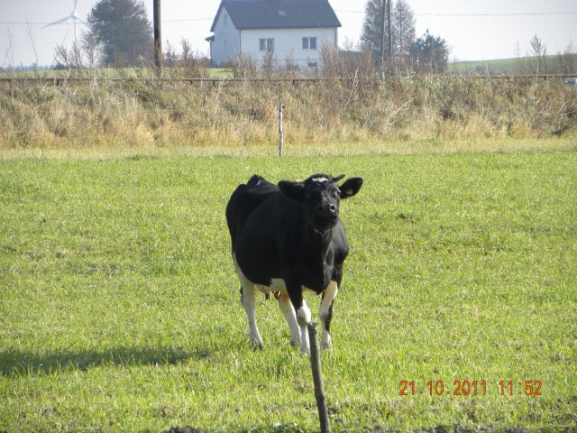 Uważając na strażniczki