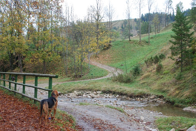 O! Tam są owce.