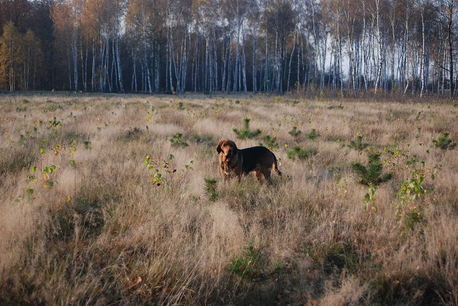 DSC_0930.JPG