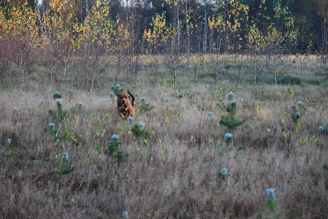 DSC_0945.JPG
