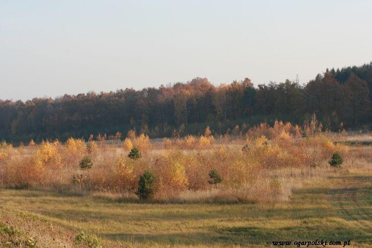 Brzozy dodają koloru.