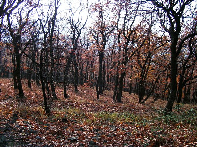 Dąbrowa