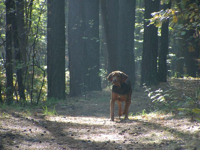 Iryda LISTOPAD 2011.JPG