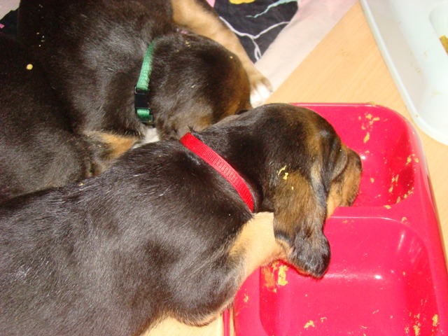 DSC06026.JPG