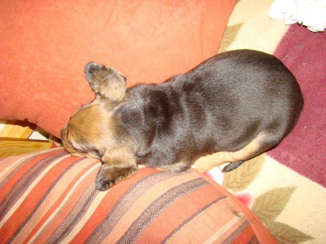 Dumbo