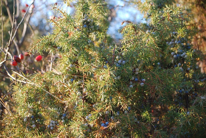 DSC_1120.JPG