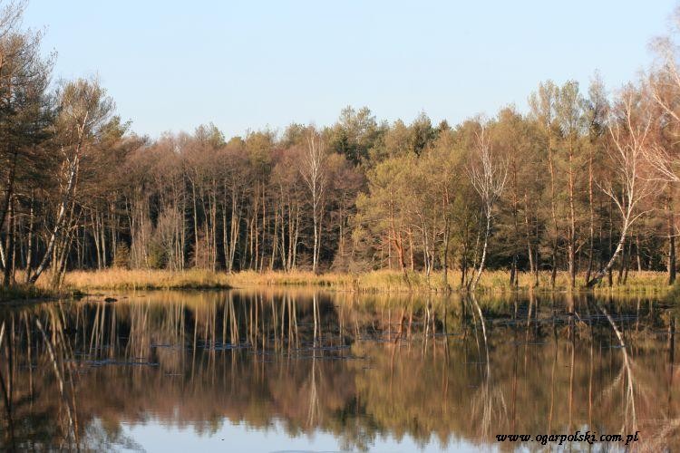 Stawy z bardzo czystą wodą, bez jednej rybki w wodzie.
