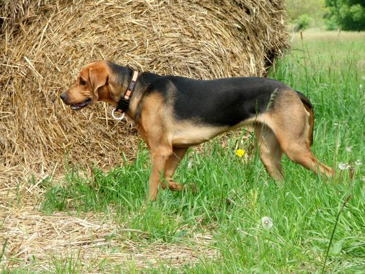Burza