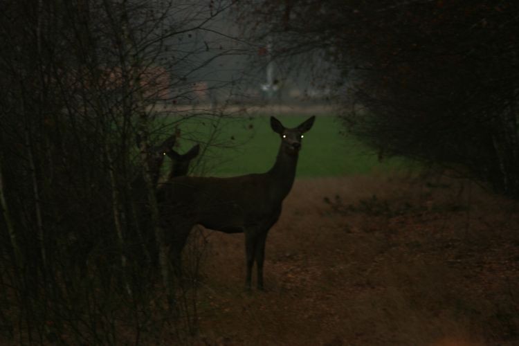 łańka z cielakami. <br />Gdyby nie ogarze granie jelenie przeszłyby centralnie przy zagrodzie Traszki.