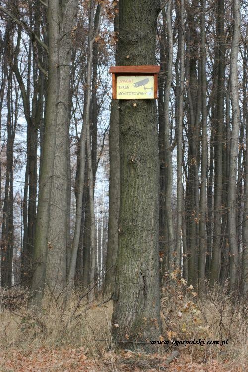 Nasz las ma już kamery - unia kochani.