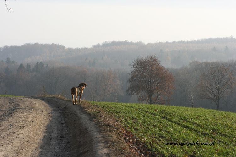 na Niemczańskich Wzgórzach.