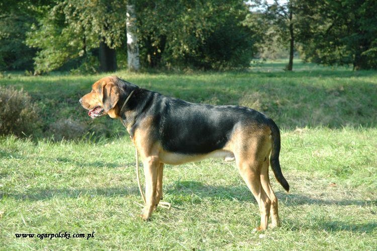 wierklaniec (387).jpg