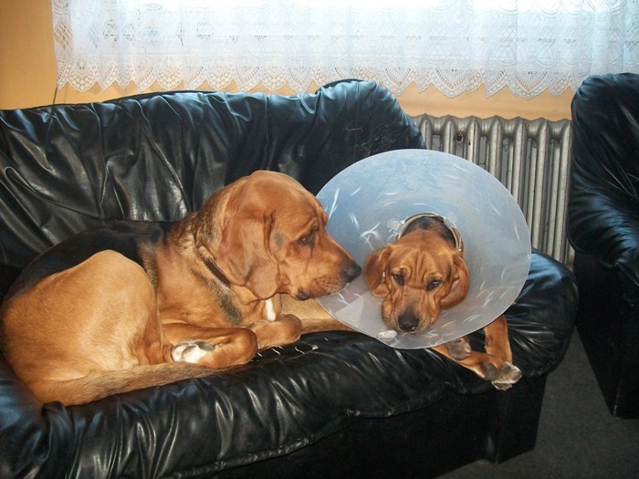 Rekonwalescentka2 (1).jpg