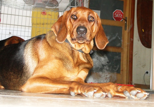Kopia (2) Inna Ostoja grudzień 2011.JPG