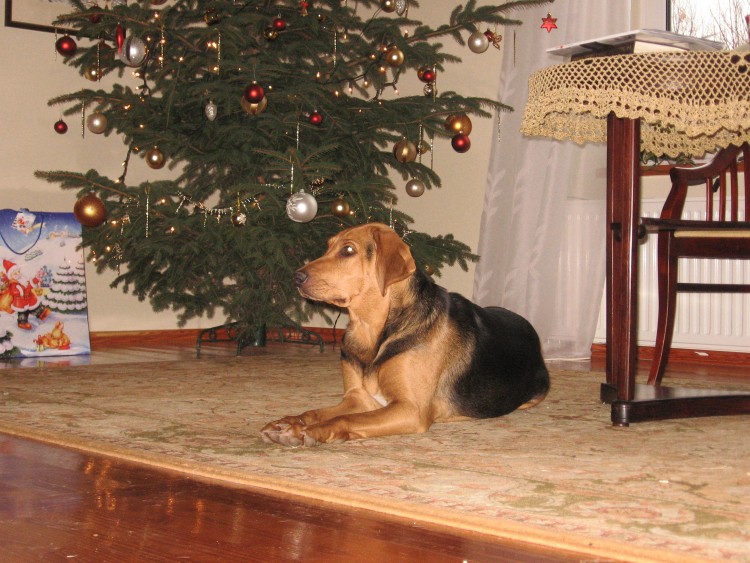 Wigilia 2011 027.jpg