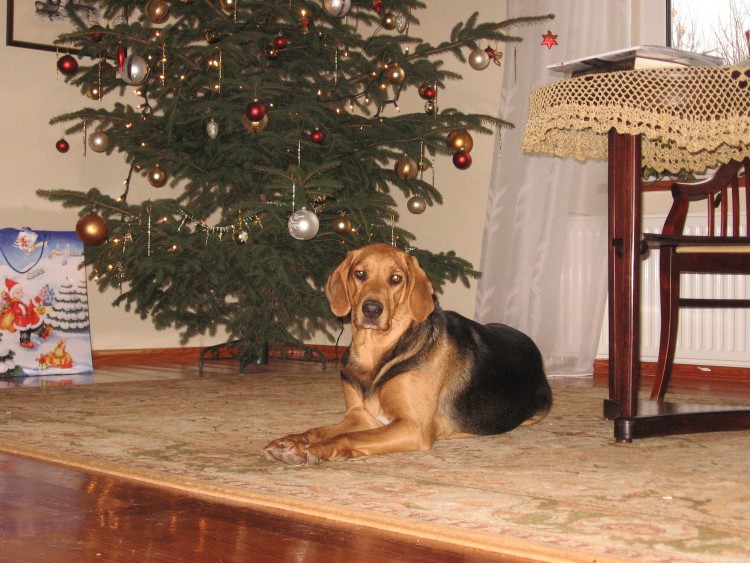 Wigilia 2011 028.jpg