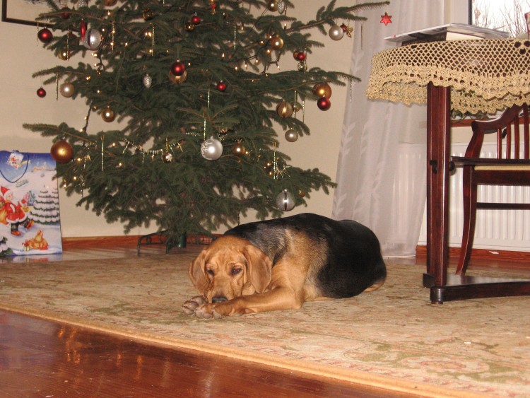 Wigilia 2011 026.jpg