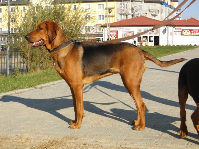 Inna Ostoja portret.jpg
