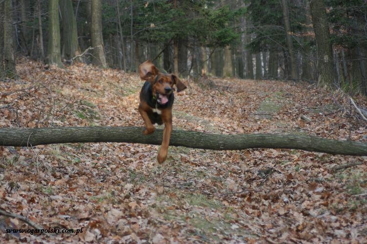 Wesoły Romek w powietrzu dla Świtka i jego rodzinki.