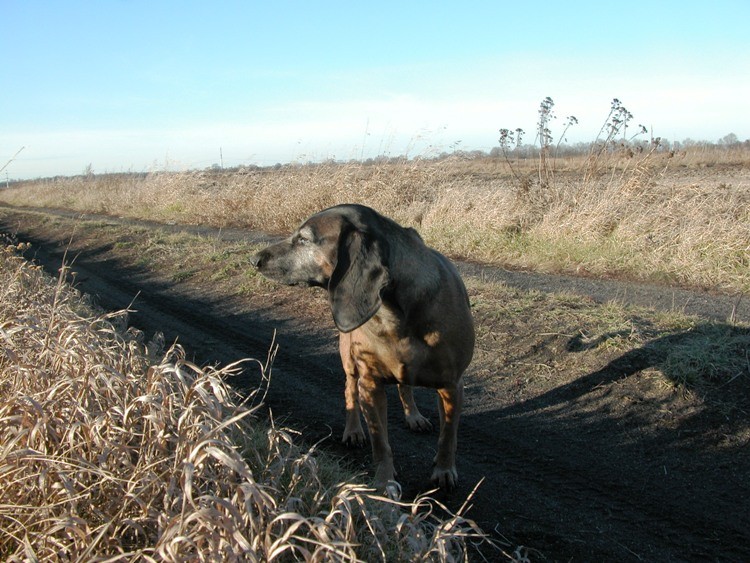 Lusia