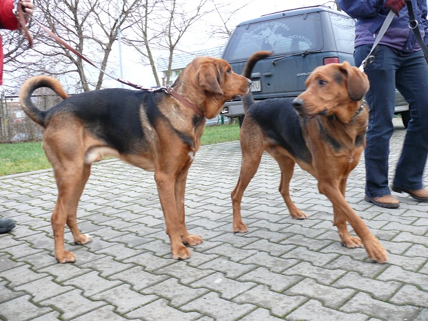 Karbon i Runo