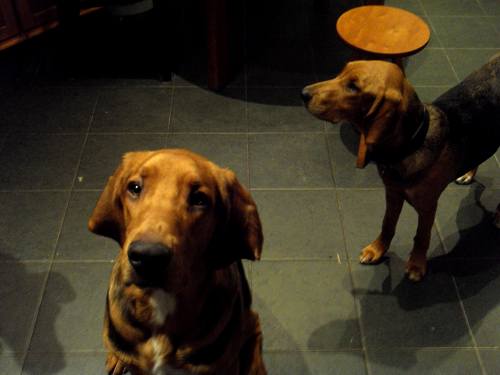 gniew&czuprynka2.jpg
