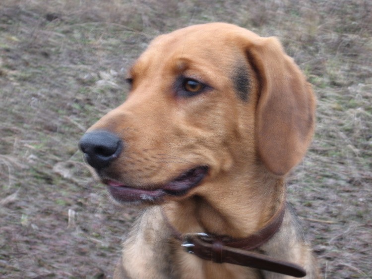 zadowolony pyś