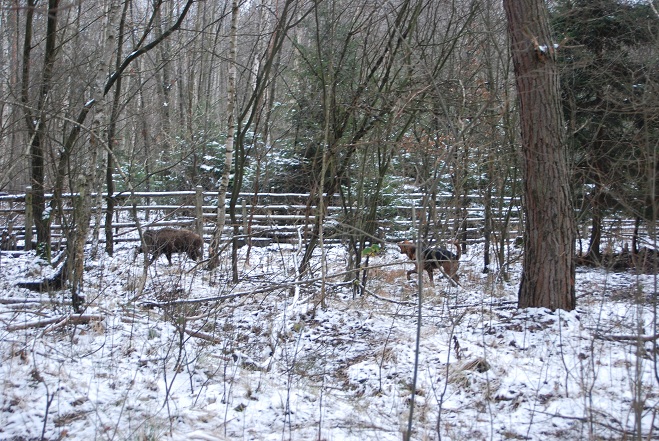 DSC_0323.JPG