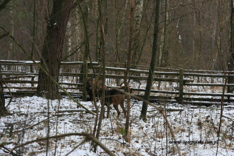 i jeszcze pogadanki Runa ...