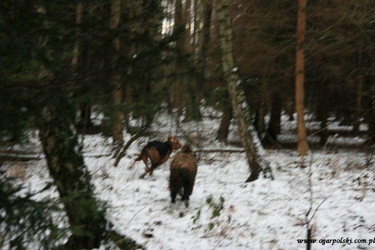 Pamiętajcie, Zagaj mówił co sił w nogach!