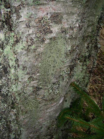 Brodaczki - wskaźnik bardzo czystego powietrza.