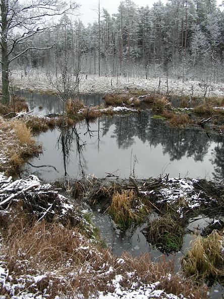 bobrowa robota.JPG