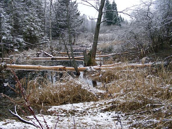 robota bobrów.JPG