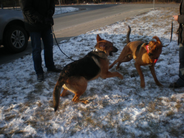 Nugat i Robin na neutralnym gruncie ;)