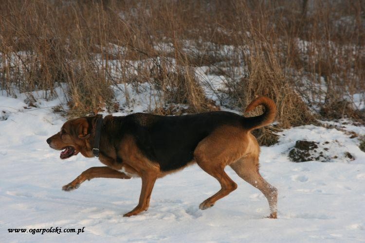 Kalinka