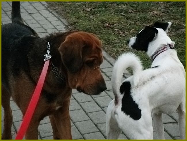 Jeszcze nie zdążyłam Aresa odpiąć ze smyczy, a tu nagle pojawił się przy nas jakiś piesek. Był trochę spięty, na grzbiecie miał irokeza, ale był bardzo zainteresowany.