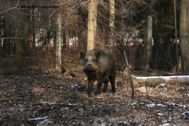 Czarnuch pozuje specjalnie dla Ruczaja i jego Pana.