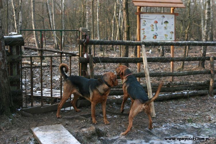 Chłopaki przed zagrodą.