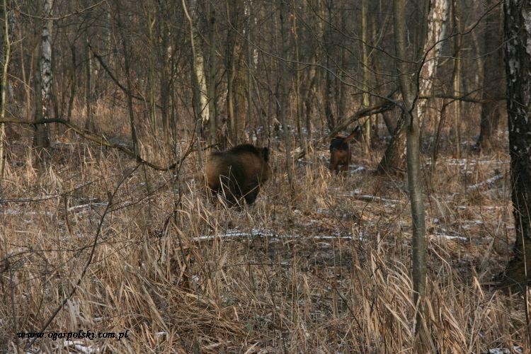 Zagaj szybko odpędził dzika od Kalifa co by chłopak dobrze się pracy przyjrzał.