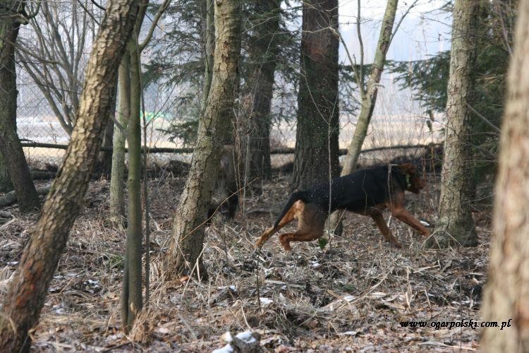 Aż szron z drzewka strącił w popłochu.