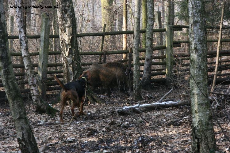 Jeden pies i z dwóch stron płot, zero zagrożenia.