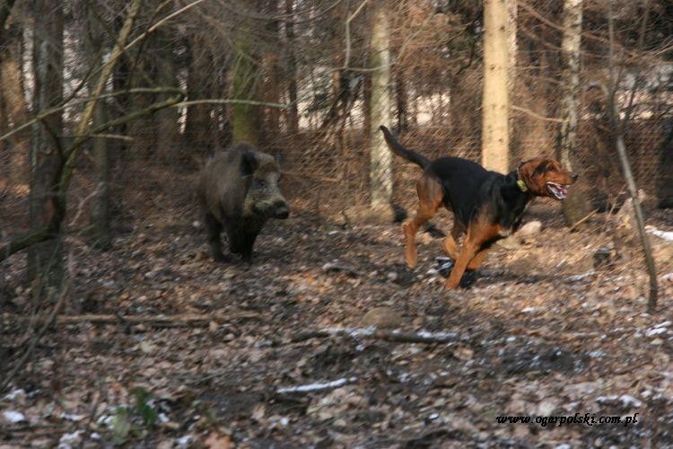 Minka Zagaja bezcenna!!! Fotka dedykowana specjalnie dla mnie :)