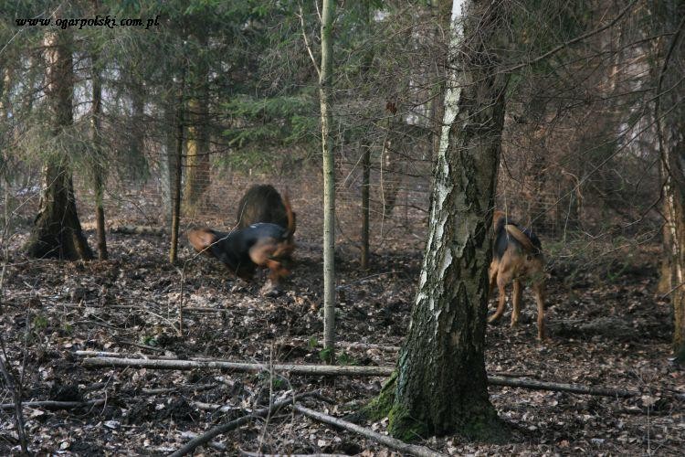 Taniec w zagrodzie Runa i Zagaja.