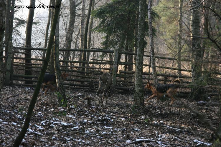 Uwaga atak ogarów.