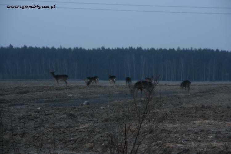 Tym razem mniejsza ekipa, zawsze ok. 30 sztuk w tym miejscu można zobaczyć.