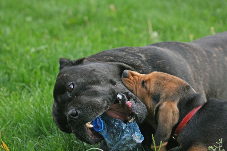 Ratunku! Ogar morduje cane corso!