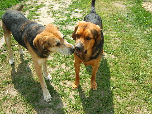 PSIAKI  MAJ 2009 009.jpg