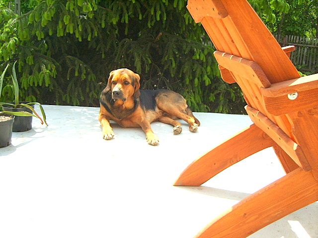 PSIAKI  MAJ 2009 033.jpg