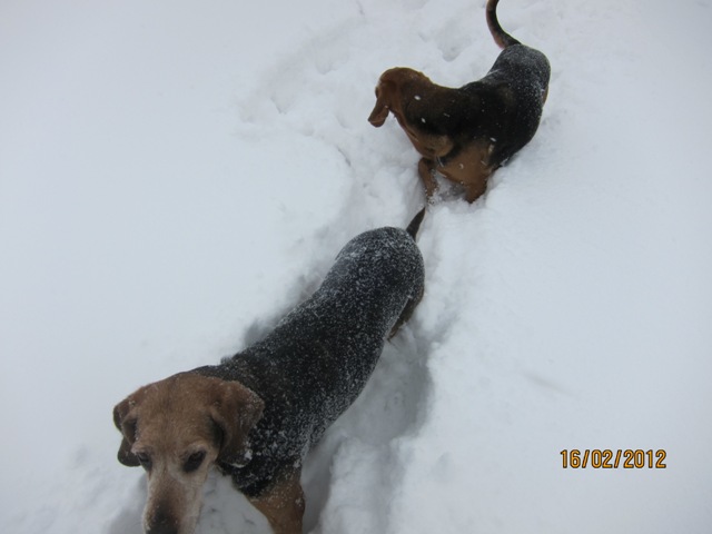 dashing through the snow.....