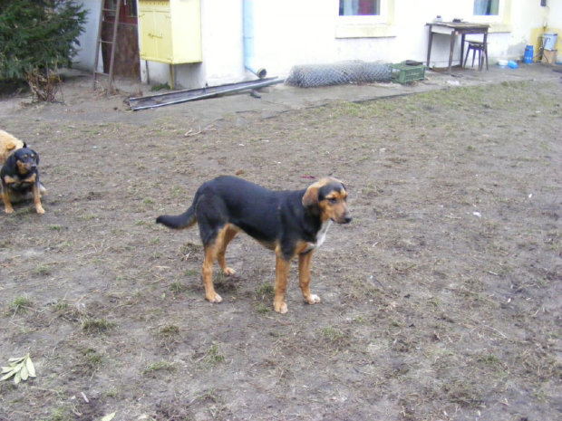 Canis z mamą.jpg